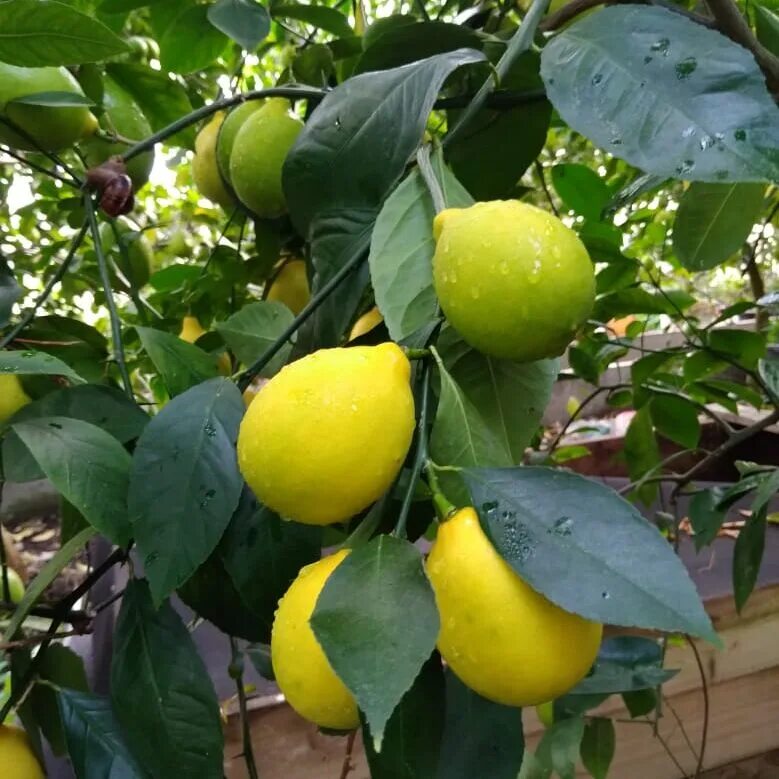 питомники саженцев лимонов. лимоны домашний урожай. саженец лимона. майер цитрусовые растения. лимон сорт майкопский.