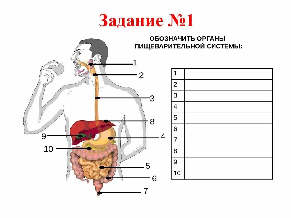 Пищеварительная система рабочая тетрадь. Пищеварительная система человека задания. органы пищеварительной системы человека 3 класс. схема пищеварительной системы человека 8 класс. задания по пищеварительной системе 8 класс.