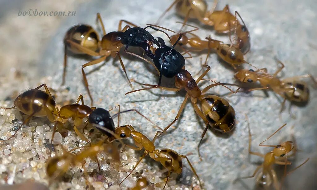 Название армейского муравья. Camponotus maculatus. Camponotus maculatus aegyptiacus. Кампонотус maculatus. Муравьи Camponotus.