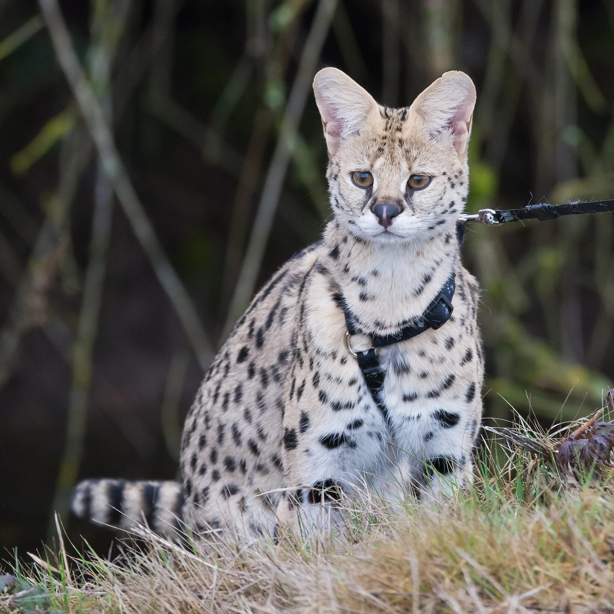 Саванна ф1 кошка. Кошка породы сервал. Саванна ашера кошка. Кошка ашера. 1 кошка в мире.