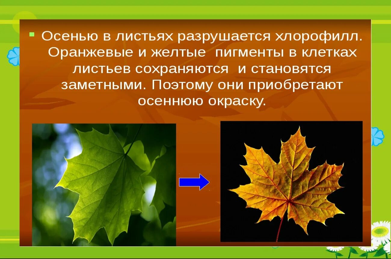 Почему листья меняют окрас. Почему листья меняют цвет осенью. осенние листья тема для презентации. осенняя окраска листьев. почему осенью листья меняют окраску.