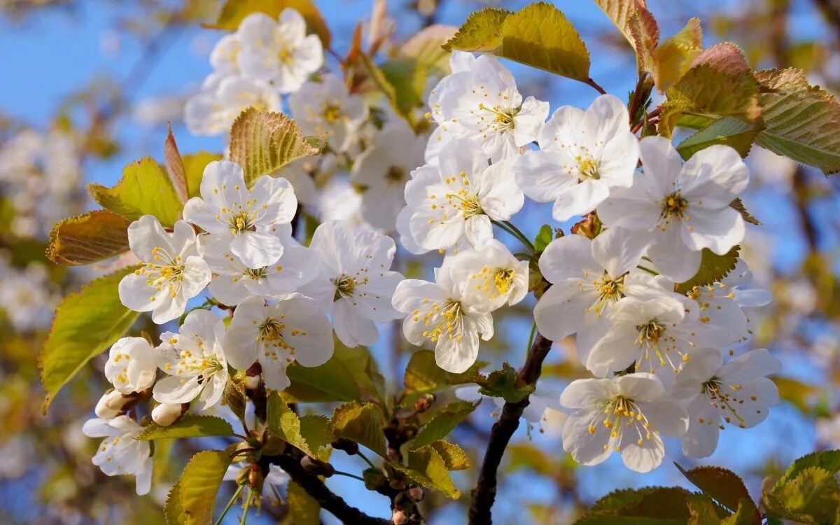 Очень красиво цветет. Цветущая яблоня и вишня. Цветущее дерево вишни яблони. Яблоня обильноцветущая. Расцветали яблони.