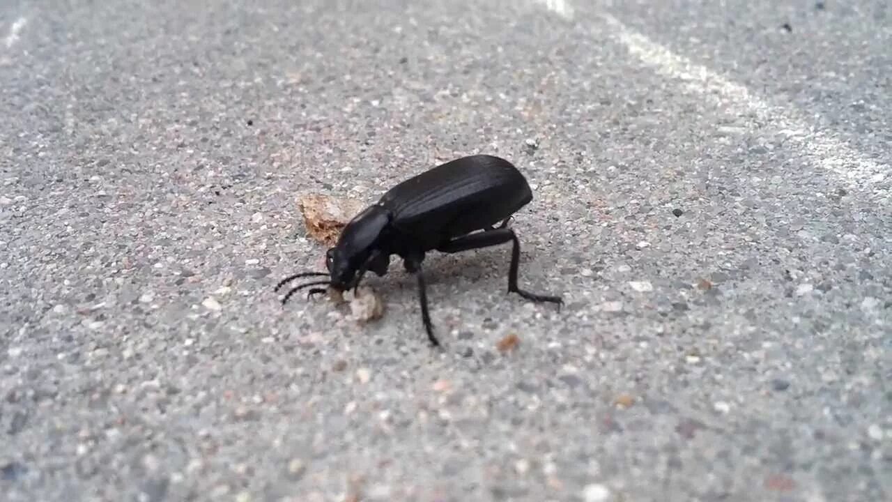 Да это я попался жук. Большой черный жук чернотелка. жук чернотелка вонючка. жук чернотелка березовая. жук хрущевик черный малый.