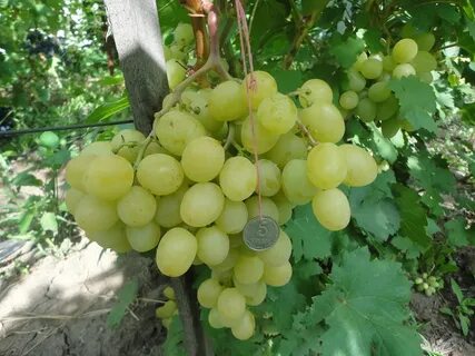 Виноград сенатор