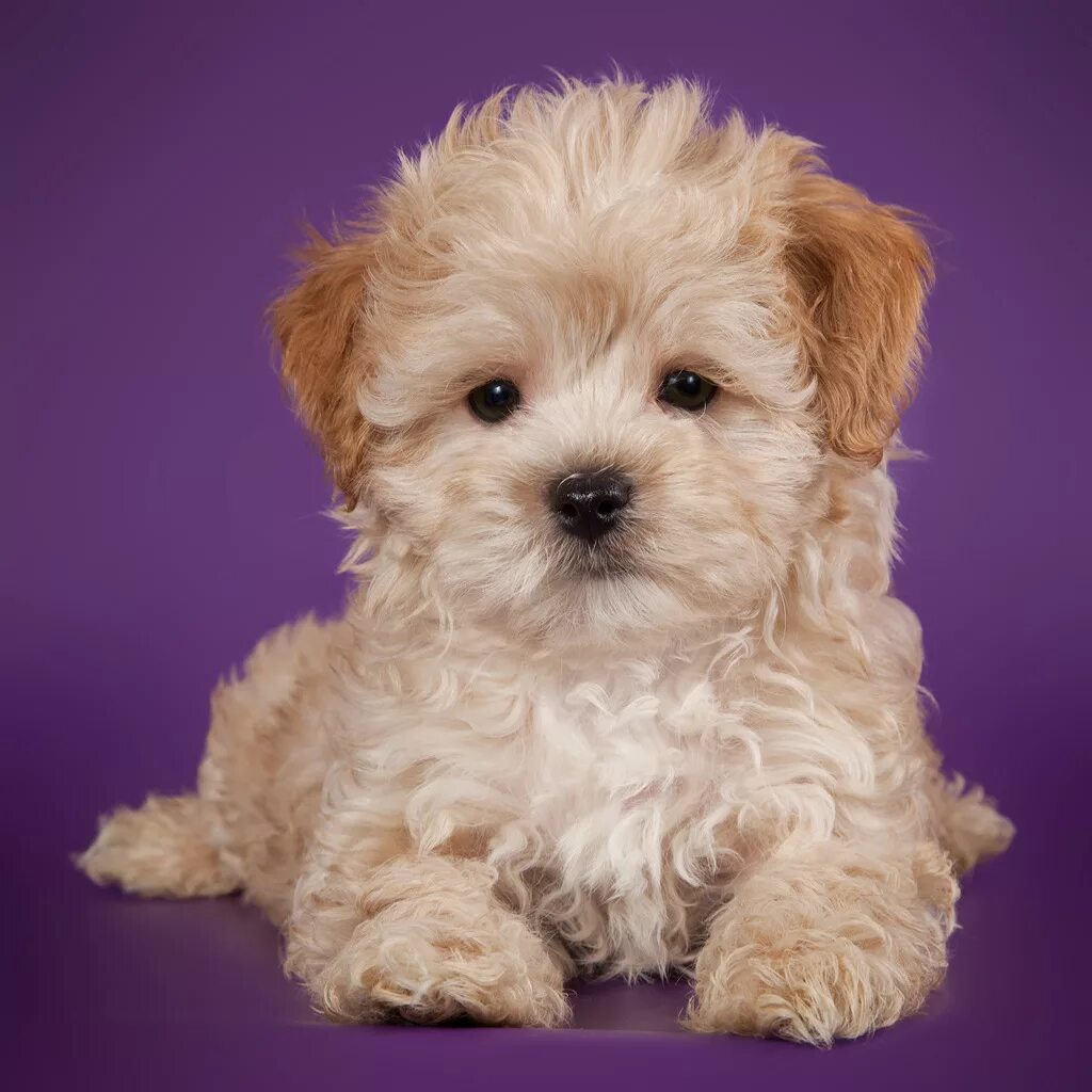 кавапу порода. мальтипу собака плюсы и минусы. карликовый пудель мартипу. парода собаки мольти-пу. болонская мальтипу.