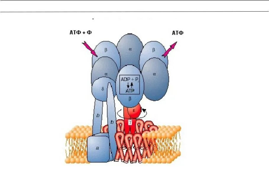 Атф поглощается. АТФ синтаза в митохондрии. АТФ синтаза схема. АТФ синтаза биохимия. Строение протонной АТФ синтетазы схема.