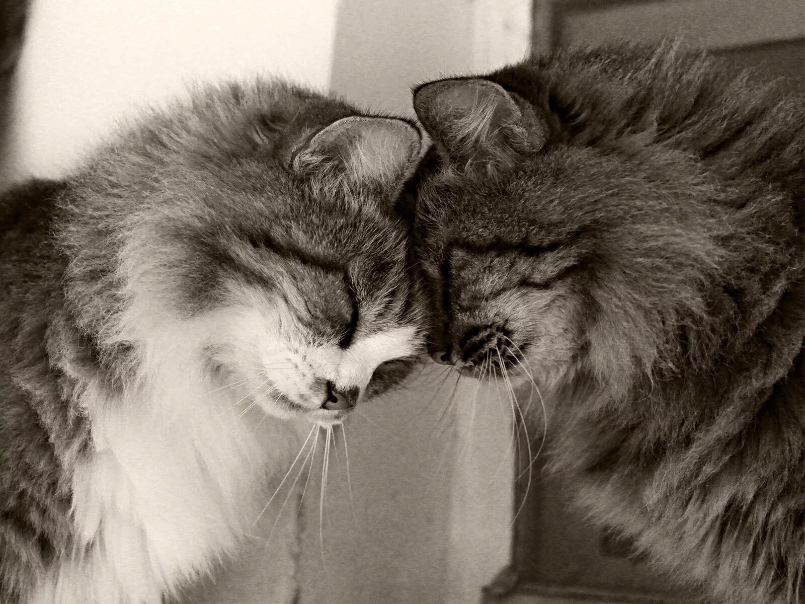 Не важно что за спиной у кисы. Влюбленные кошки. Влюбленный кот. Коты любовь. Кошки нежность.