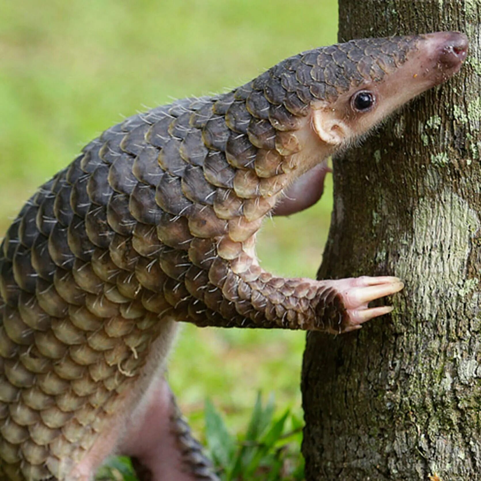 Pangolin