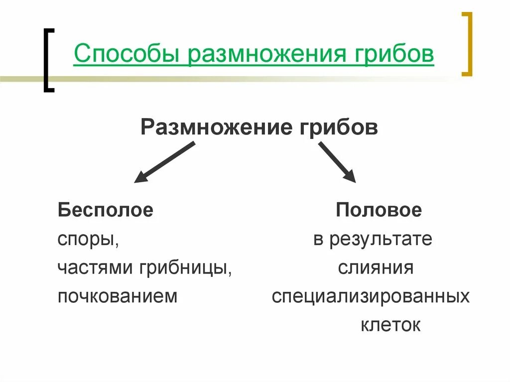 Размножение 2 способами людей. Способы бесполого размножения грибов. Размножение грибов примеры. Вегетативное размножение грибов схема. Способы размножения грибов 5 класс.