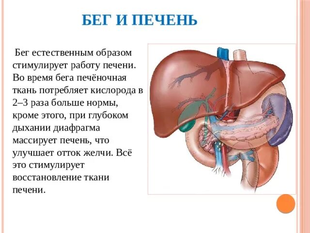 Работа печени и почек. Печень желчный пузырь строение функции топография. Строение границы топография и функции печени. Влияние бега на печень. Синтопия желчного пузыря.