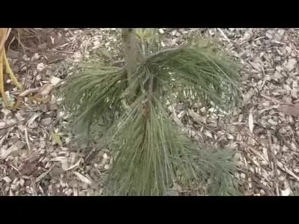 Обработка хвойных железным купоросом