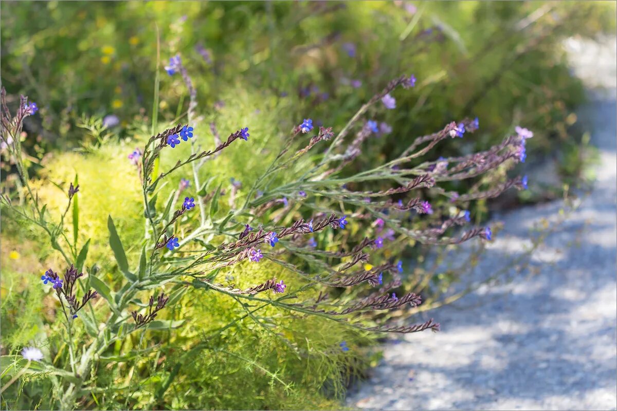 Греческие травы. Anchusa azurea. Анхуза Лоддон роялист. Травы Греции. Лекарственные травы Греции.