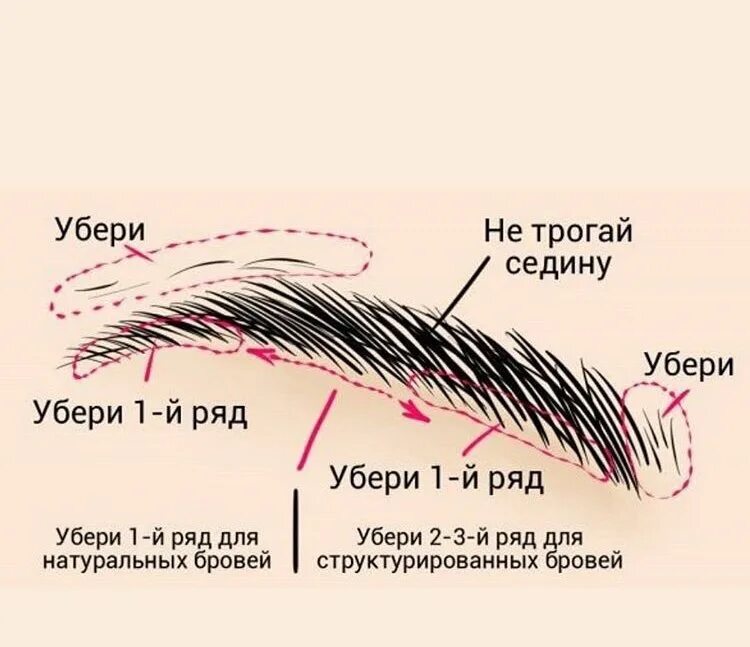 Что означают брови. Форма бровей для выщипывания. структура бровей. структура волоса брови. анатомия бровей.