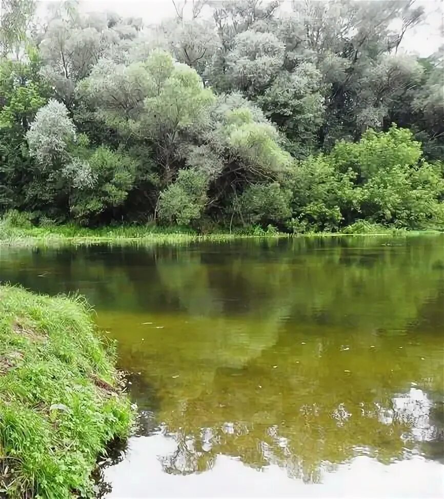 Река Оскол Волоконовского района Белгородской. Пятницкое Волоконовский район. Пятницкое Липецкая область река. Река Оскол Белгородской области фото.