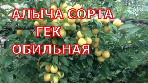Слива то че сан описание