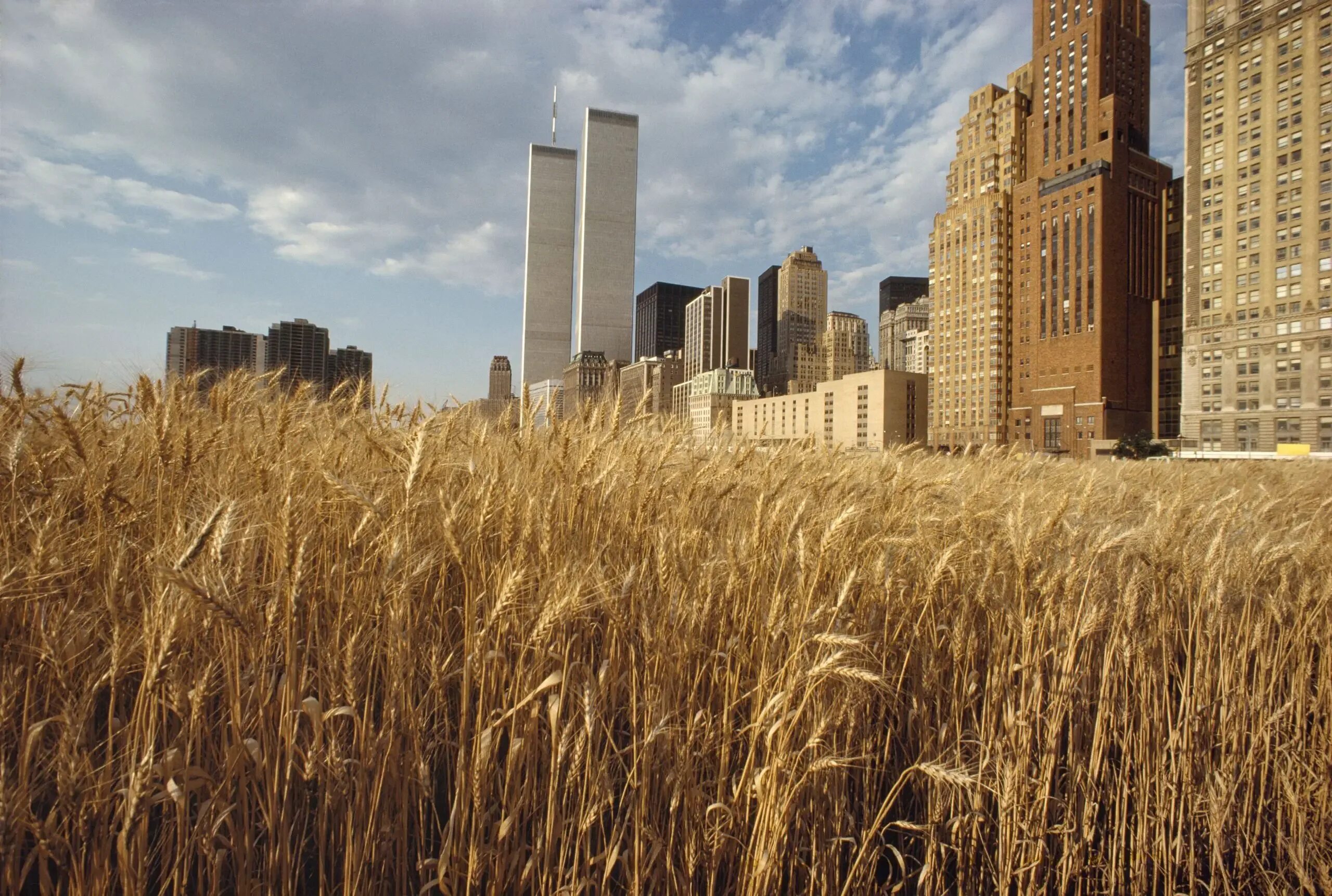 Wheat field