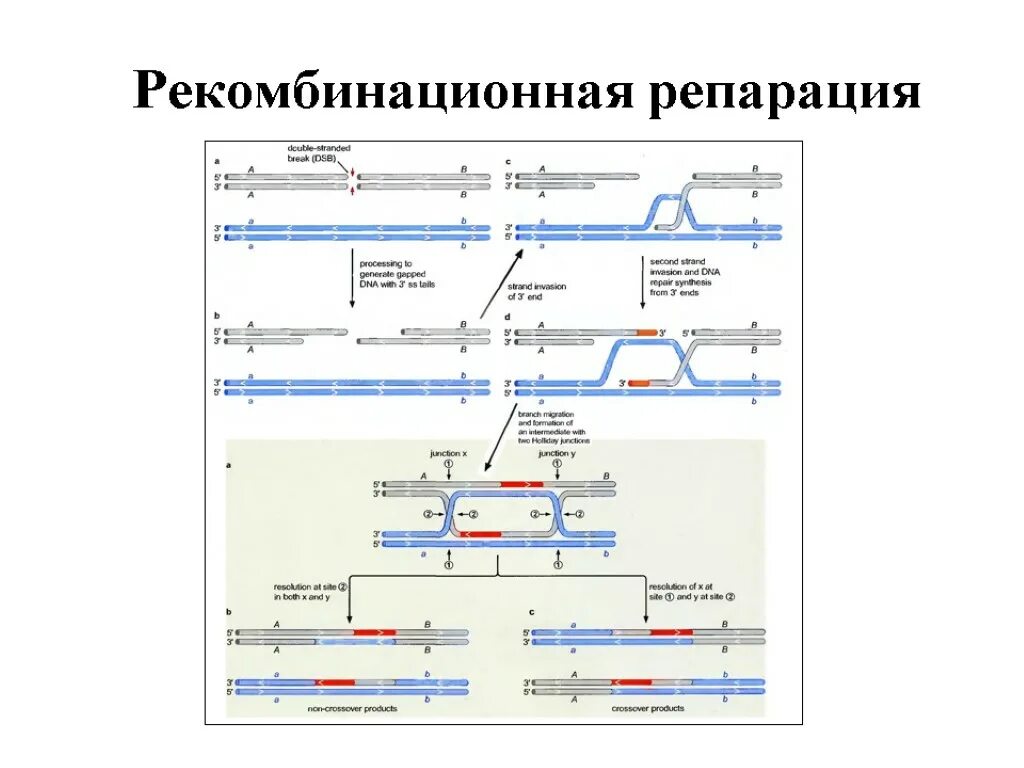 Пострепликативная (рекомбинантная) репарация. Механизм пострепликативной репарации днк. Репарация рекомбинация днк. Репарация у микроорганизмов. Репарация рекомбинация днк.