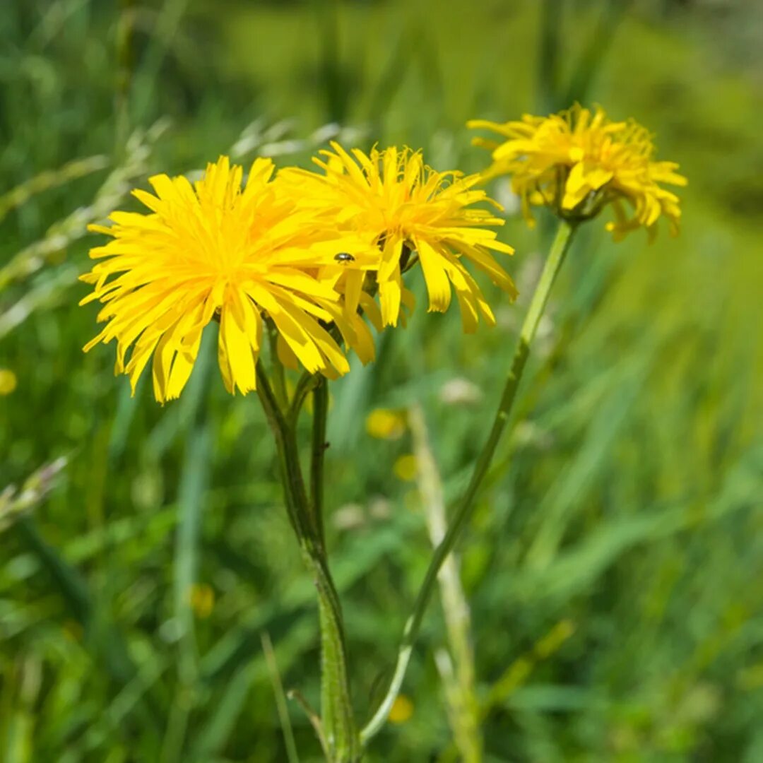 Осот полевой. Осот желтый полевой. Осот полевой (Sonchus arvensis),. Осот короткоушковый. Осот полевой сорняк