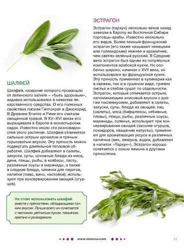 Тархун польза. Эстрагон трава полезные. эстрагон описание растения. растение тархун полезные. полынь эстрагонная тархун.