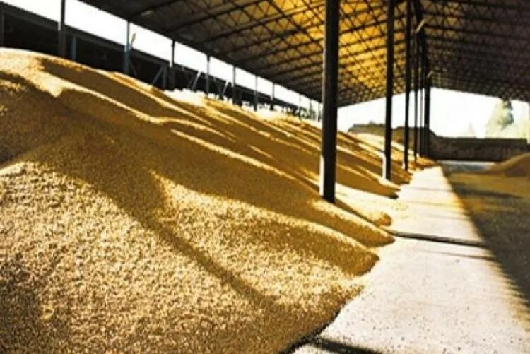 Пшеница на складе. Склад напольного хранения зерна. Напольные зернохранилища. Склад зерна. Склад для хранения зерна.
