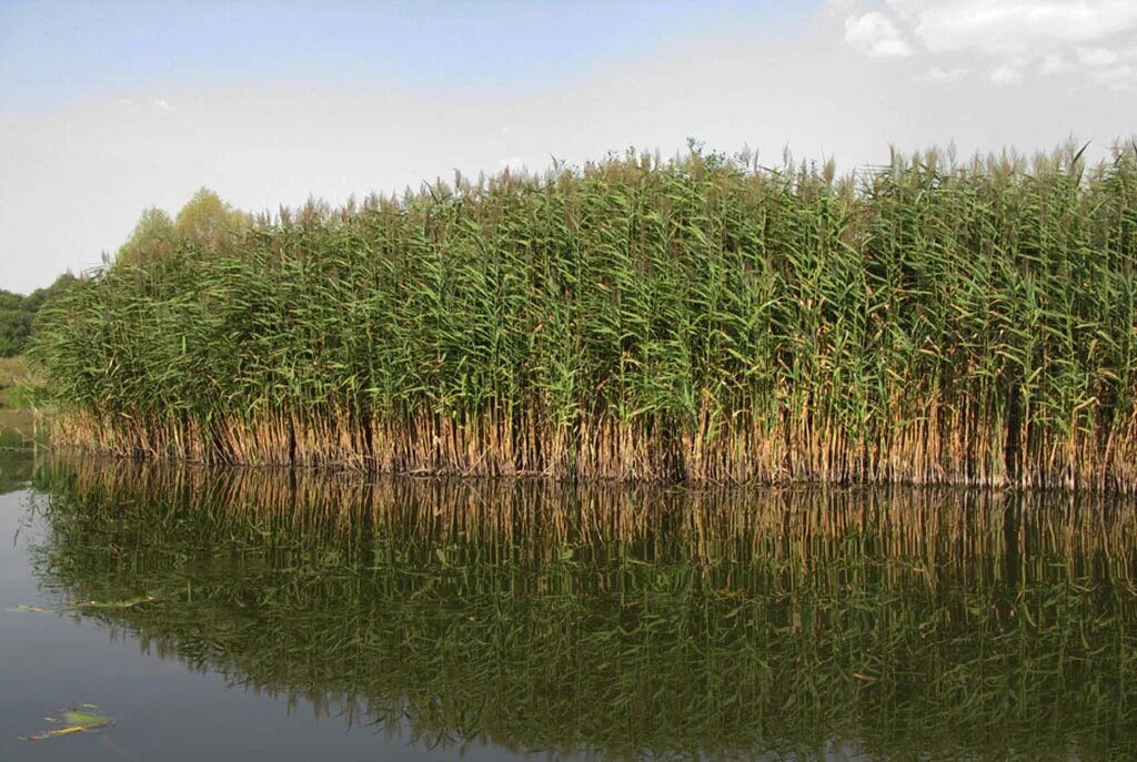 Астраханский заповедник рогоз. Тростник phragmites australis. Тростник южный обыкновенный. Астраханский заповедник тростник. Тростник южный phragmites australis.