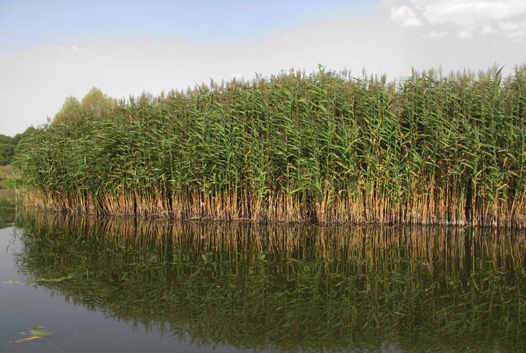 Тростник phragmites Australis. Тростник обыкновенный (Очерет). Тростник phragmites communis Trin. Тростник Южный обыкновенный. Тростник южный