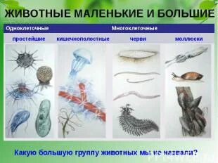 Простейшие кишечнополостные круглые черви моллюски