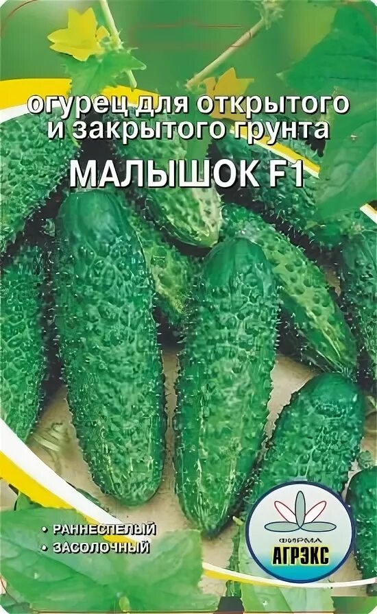 Сорта кустовых огурцов для открытого грунта. Огурцы низкорослые сорта для открытого грунта. огурец кустовой. кустовые огурцы для открытого грунта. кустовые сорта огурцов для открытого грунта.