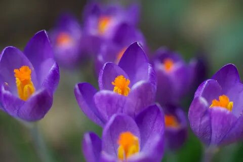 Flowers wallpaper