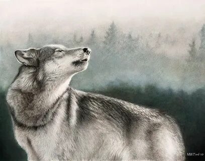 Волк иллюстрация
