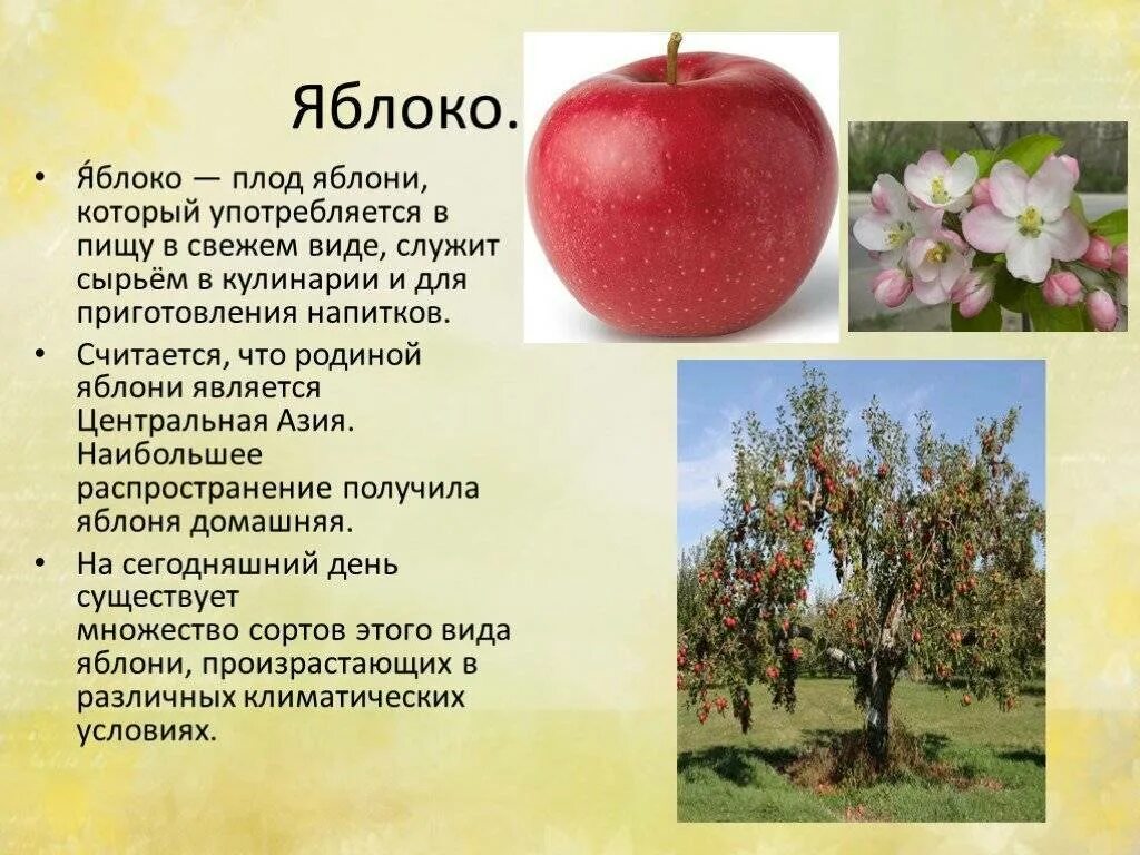 Яблоня детское описание. Яблоня соковое 2. Культурное растение яблоня. Проект на тему яблоня. Описание яблока.