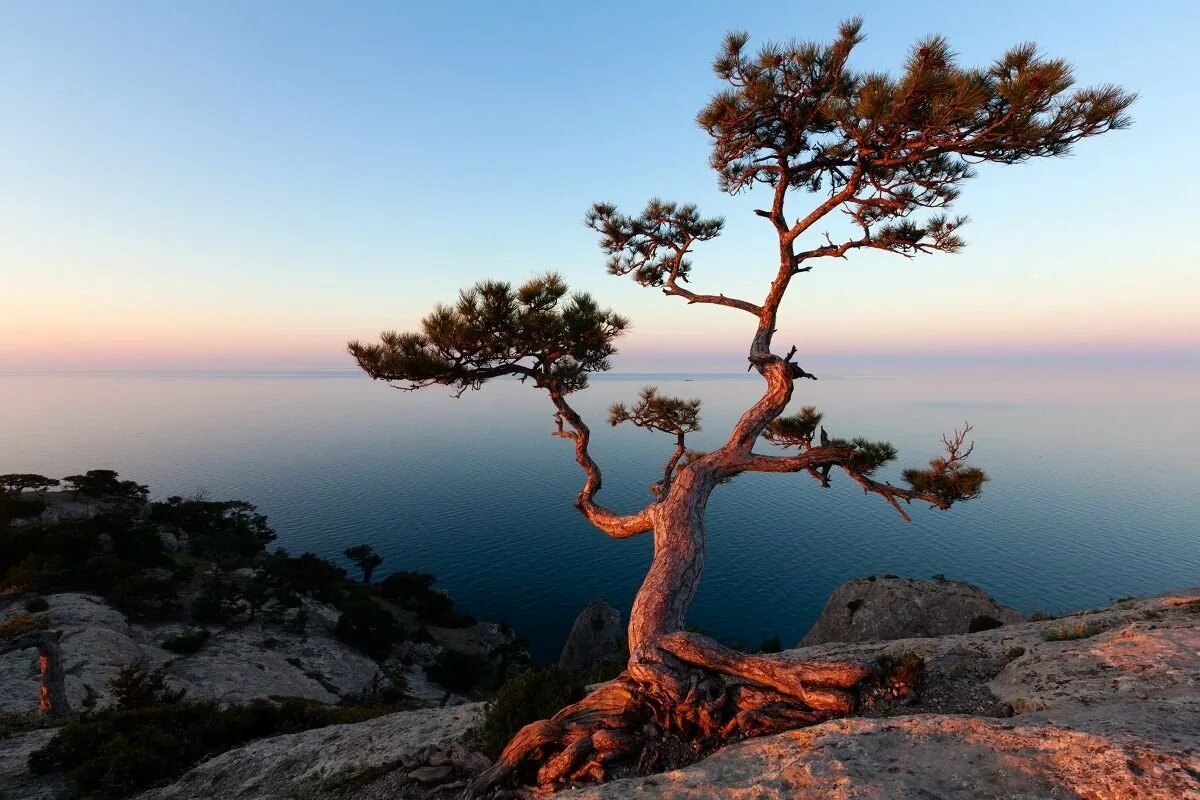 Черное море деревьев