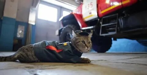 Включи коте пожарных