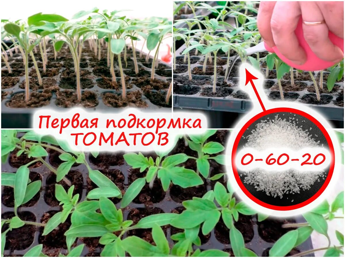 Чем подкормить рассаду перца после пикировки томатов. Первая подкормка рассады томатов. Удобряем рассаду помидор. Подкормка для рассады помидор. Подкармливание рассады томатов.