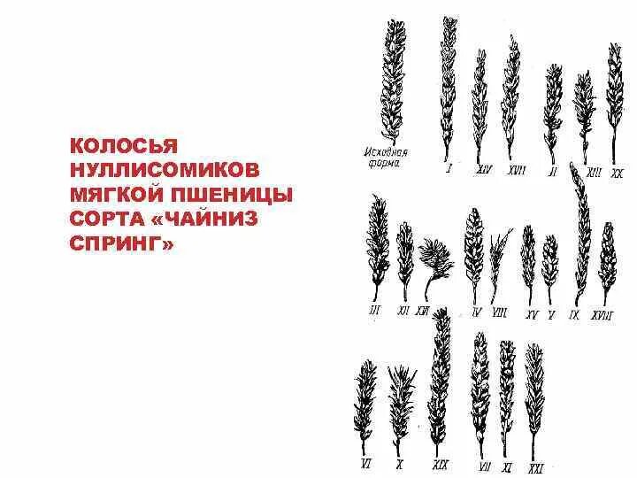Пшеница мутации. Нуллисомики. число хромосом у пшеницы мягкой. мутация пшеницы. пшеница мягкая моносомик трисомик.