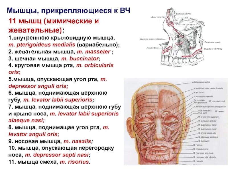 Мышцы головы жевательные и мимические мышцы. Мышцы головы мимические и жевательные. Мышцы головы жевательные и мимические мышцы. Мимические и жевательные мышцы. Мышцы головы мимические и жевательные.