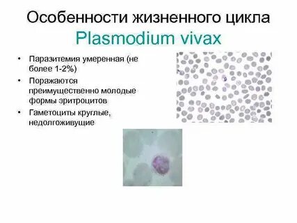 Гаметоцит