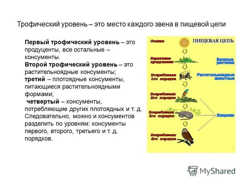 консументы 3 уровня