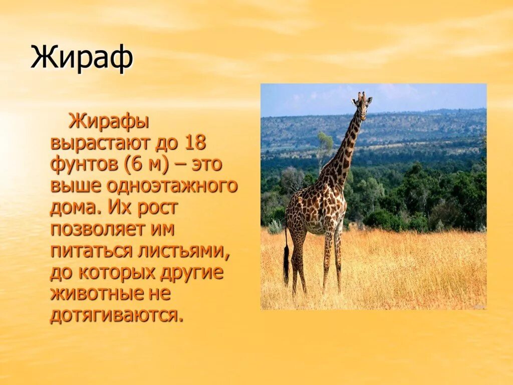 Рассказать о жирафе. Коротко о жирафах. Сообщение о жирафе. Жираф доклад.