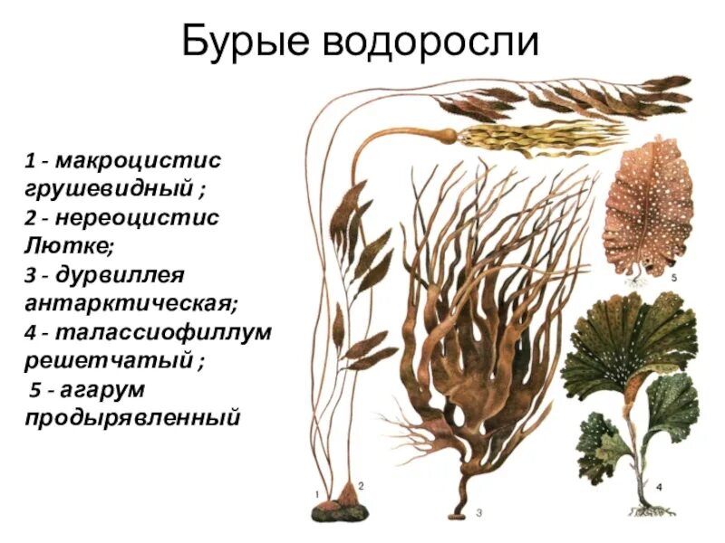 Представитель ламинария. Бурые водоросли макроцистис. Бурые водоросли агарум. Ламинарии, макроцистис и фукусы. Многоклеточные бурые водоросли.