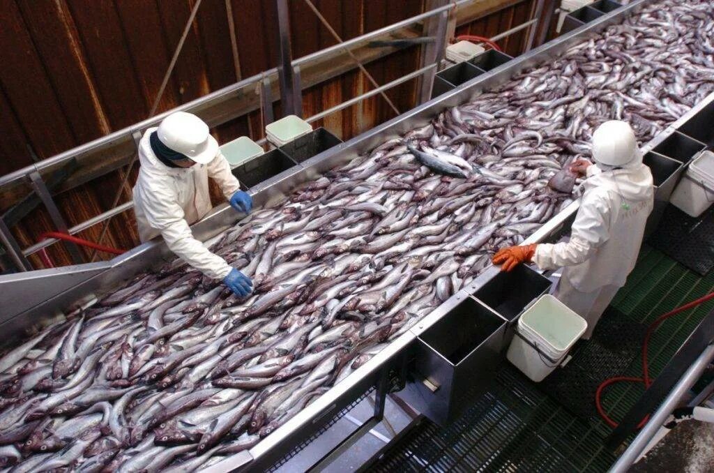 Сетка для рыбы. Рыба после рыбалки. Куда ложат рыбу. Улов рыбы в садке. Поймал рыбу.