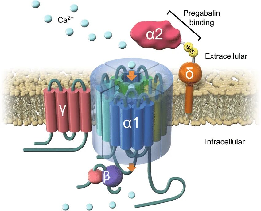 L Type Calcium channel. CA channel l-Type. Glun2b subunit. Zone structure Calcium.