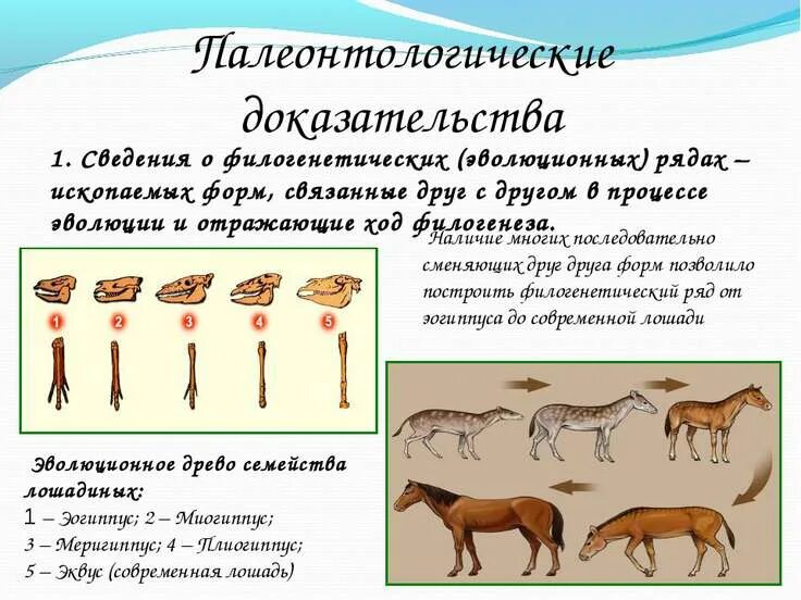 Картинки ГРУППА ДОКАЗАТЕЛЬСТВ ЭВОЛЮЦИИ ЖИВОЙ ПРИРОДЫ