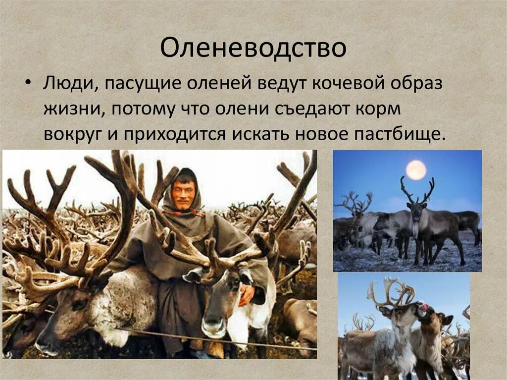 Оленеводство. Оленеводство презентация. Занятия народов тундры. Занятия жителей тундры. Оленеводство хозяйство