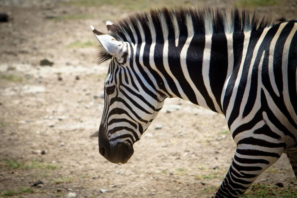 Сайт zebra