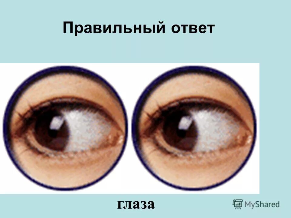 склеродермоподобную базалиому склеродермоподобная базалиома. карточки органы чувств для детей. логопедическое задание по теме тело человека. части лица карточки для детей. глаз картинка.