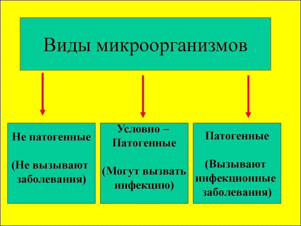 Бактерии известные виды. Виды микроорганизмов. Виды антиненных микроорганизмов. Типы патогенных микроорганизмов. Классификация условно патогенных микроорганизмов.