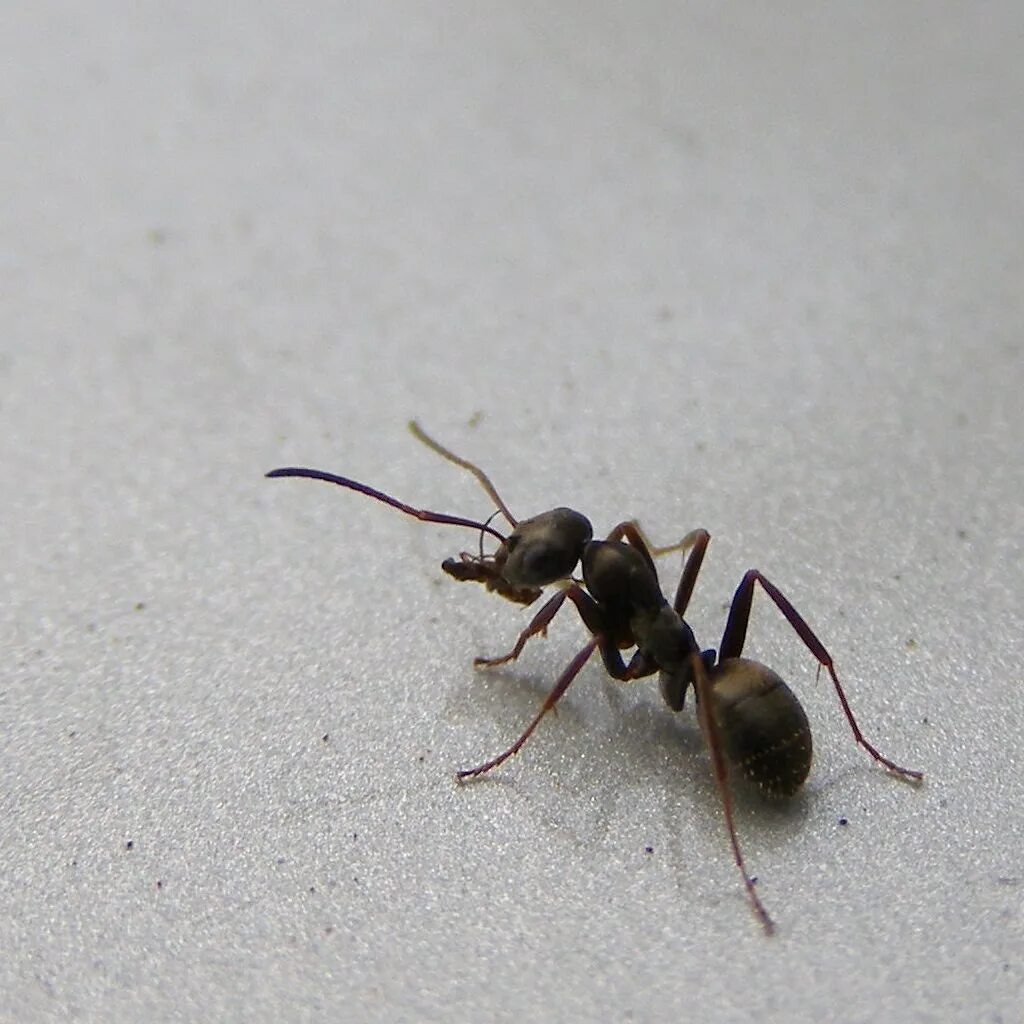 Черный садовый муравей ареал. Муравейник черного садового муравья. Черноголовый муравей. Муравейник с черными муравьями.