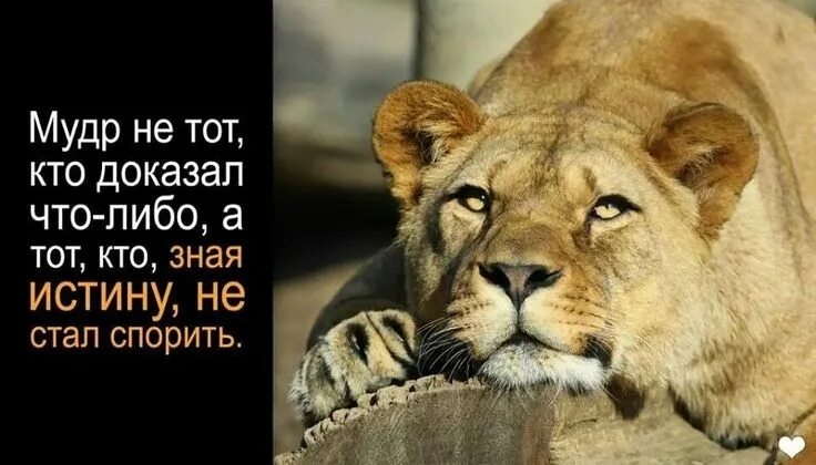 Используйте ссылки ниже, чтобы сохранить изображение. Lion pictures, Lion art, L