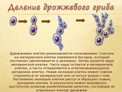 Материнским ядром